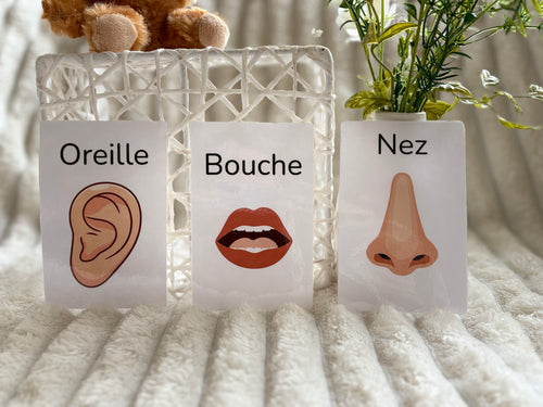 Carte éducatives - Les parties du corps