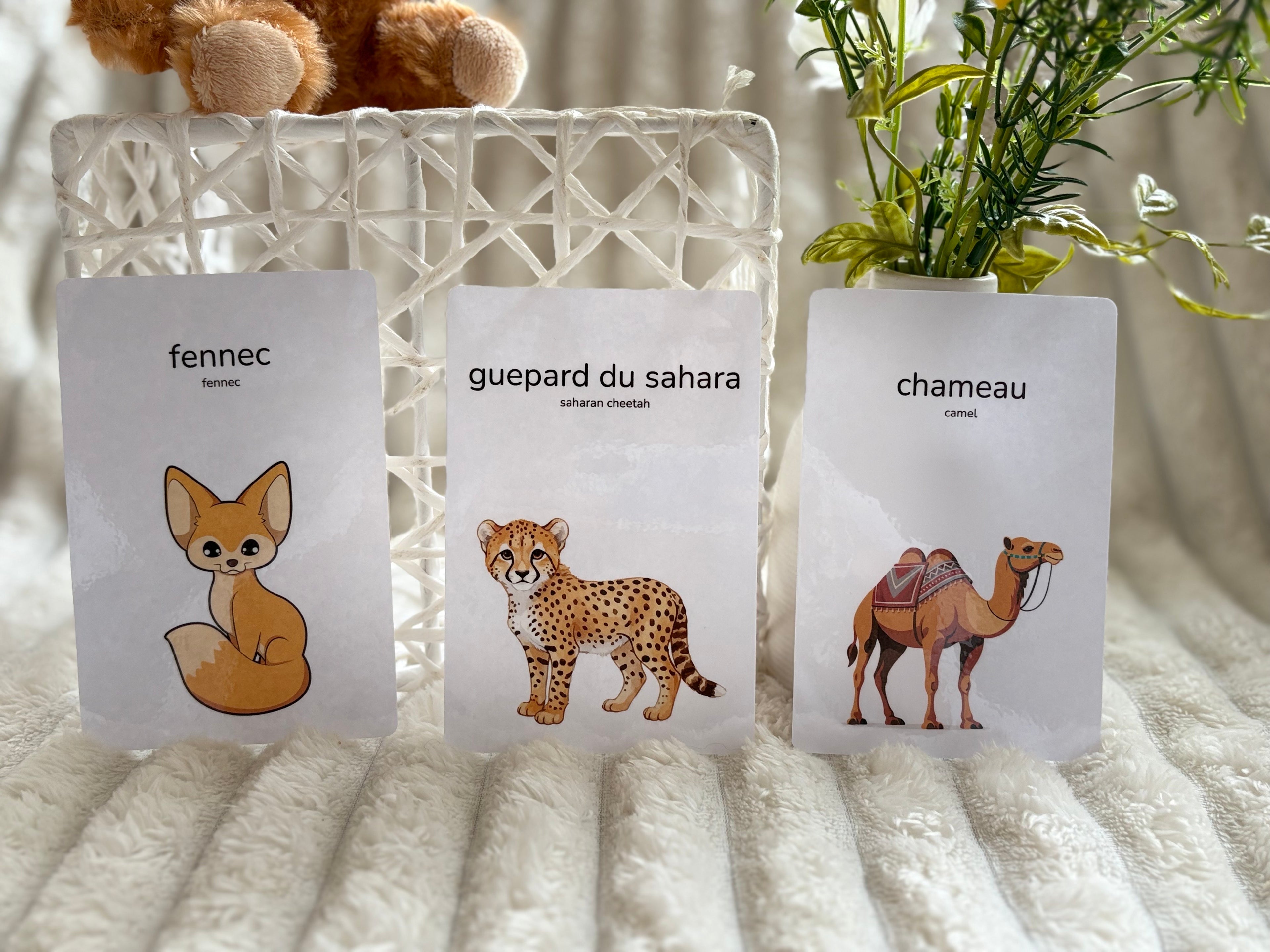 Cartes éducatives - Animaux du desert